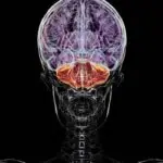 Descubren cómo la esclerosis múltiple mata las neuronas: un hallazgo que abre una nueva vía para investigar la enfermedad